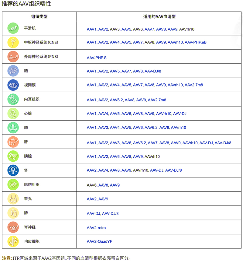 不同类型AAV适用组织-0227.jpg