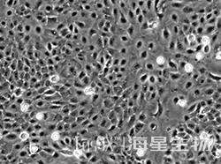人永生化角质细胞(Hacat)