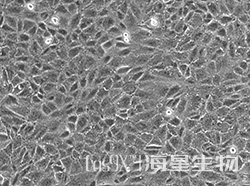 非洲绿猴肾细胞(CV-1)