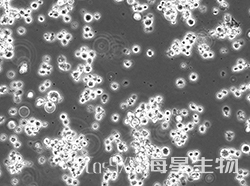 杂交瘤细胞抗CD2（35.1）