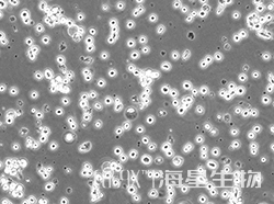 人外周血嗜碱性白血病细胞(KU812)