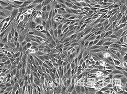 大鼠成肌细胞(L6)