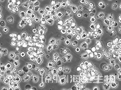 人浆细胞骨髓瘤细胞(AMO1)