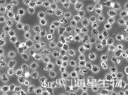 人急性髓性白血病细胞（MOLM-13)