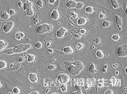 HyCyte® C57BL/6小鼠胚胎干细胞