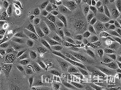 人胰腺癌细胞(PANC 05.04)