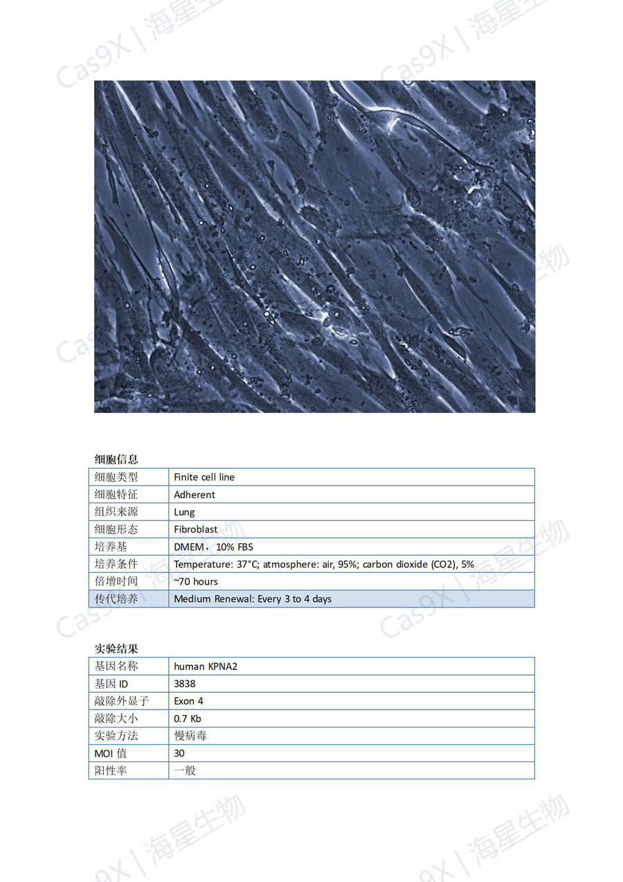 人胚肺成纤维细胞（IMR-90 ）KPNA2_01.jpg