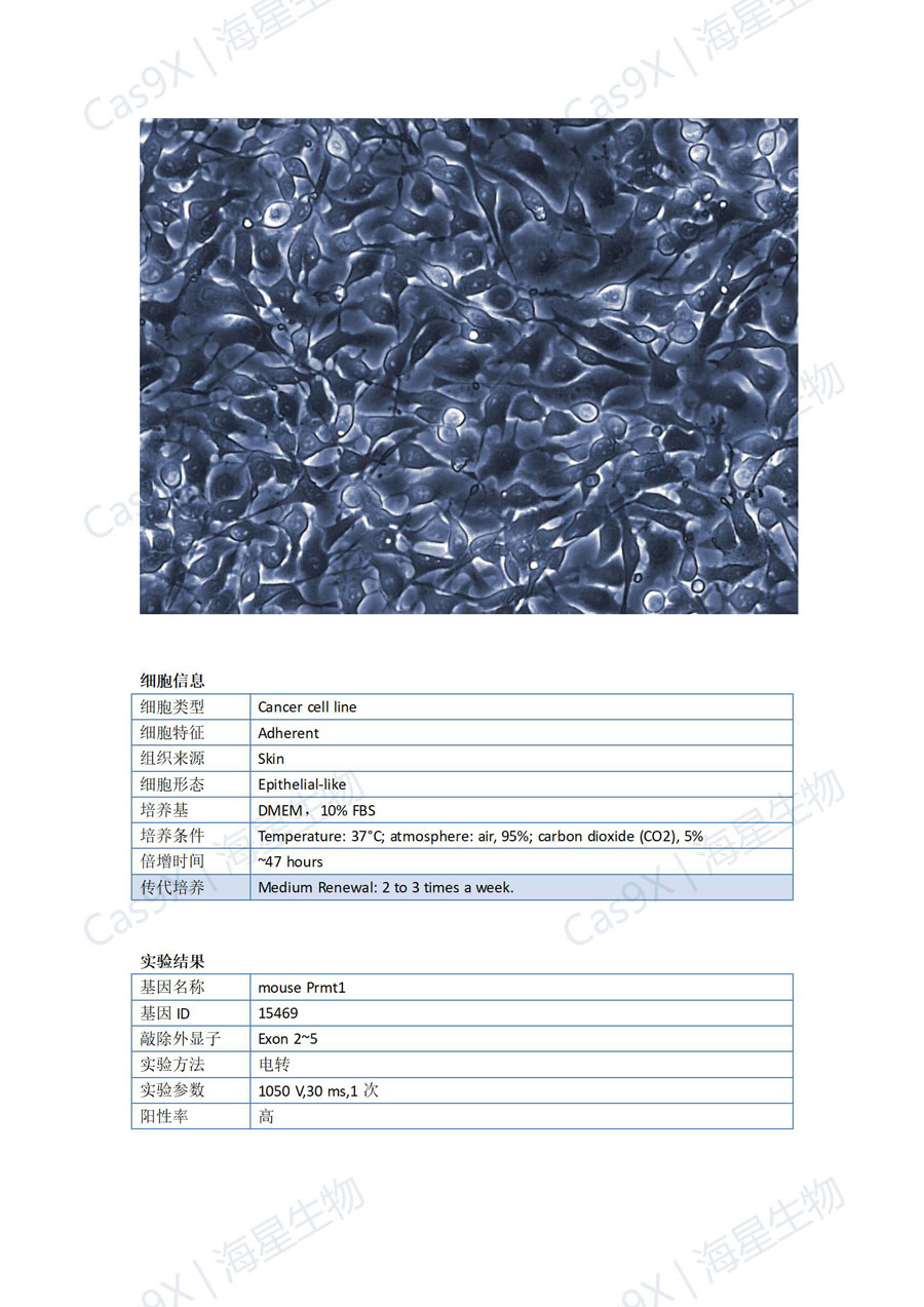 小鼠黑色素瘤细胞(B16-F10 )Prmt1_01.jpg